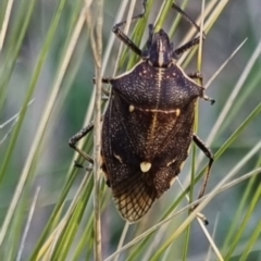 Omyta centrolineata at QPRC LGA - 20 Apr 2024