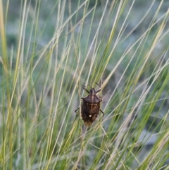 Omyta centrolineata at QPRC LGA - suppressed