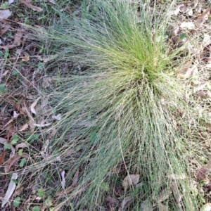 Nassella trichotoma at Mount Majura - 20 Apr 2024