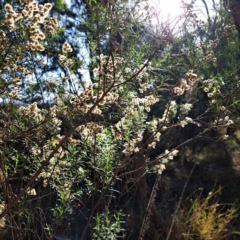 Cassinia quinquefaria (Rosemary Cassinia) at Mount Majura - 20 Apr 2024 by abread111