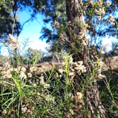 Cassinia quinquefaria at Mount Majura - 20 Apr 2024