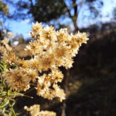 Cassinia quinquefaria at Mount Majura - 20 Apr 2024 03:41 PM