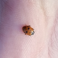 Hippodamia variegata (Spotted Amber Ladybird) at QPRC LGA - 20 Apr 2024 by clarehoneydove