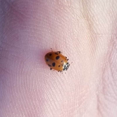 Hippodamia variegata (Spotted Amber Ladybird) at Turallo Nature Reserve - 20 Apr 2024 by clarehoneydove