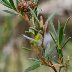 Anischys luteovarius (A shield bug) at Bungendore, NSW - 19 Apr 2024 by clarehoneydove