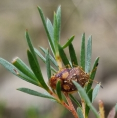 Anischys luteovarius at QPRC LGA - 19 Apr 2024