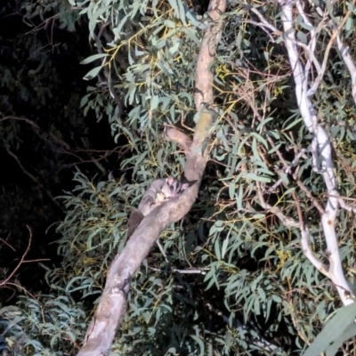 Petaurus notatus (Krefft’s Glider, Sugar Glider) at Mount Majura - 20 Apr 2024 by WalterEgo