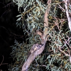 Petaurus notatus at Mount Majura - 20 Apr 2024