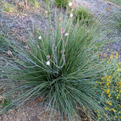 Asphodelus fistulosus (Onion Weed) at Downer, ACT - 14 Apr 2024 by WalterEgo