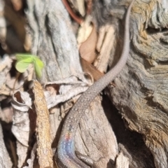 Lampropholis guichenoti (Common Garden Skink) at Bungendore, NSW - 19 Apr 2024 by clarehoneydove