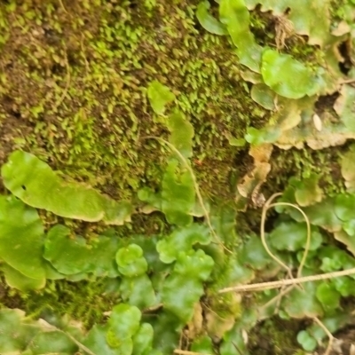 Lunularia cruciata (A thallose liverwort) at Bungendore, NSW - 18 Apr 2024 by clarehoneydove