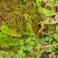 Unidentified Moss, Liverwort or Hornwort at QPRC LGA - 18 Apr 2024 by clarehoneydove