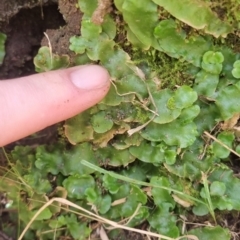 Lunularia cruciata at QPRC LGA - suppressed