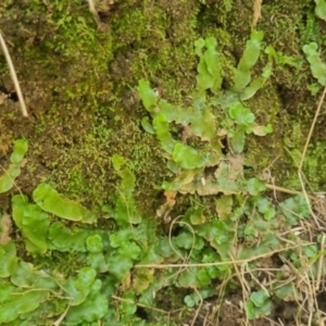 Lunularia cruciata at QPRC LGA - suppressed