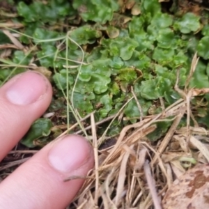 Lunularia cruciata at QPRC LGA - suppressed