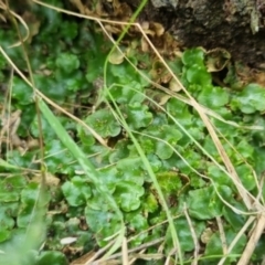 Lunularia cruciata at QPRC LGA - suppressed