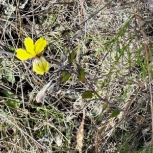 Goodenia hederacea (Ivy Goodenia) at Mulligans Flat by KMcCue
