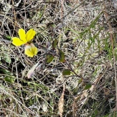 Goodenia hederacea (Ivy Goodenia) at Mulligans Flat - 18 Apr 2024 by KMcCue