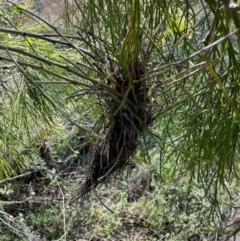 Fungal gall of Exocarpus sp. at Bonner, ACT - 18 Apr 2024 by KMcCue