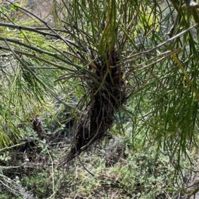 Fungal gall of Exocarpus sp. at Mulligans Flat - 18 Apr 2024 by KMcCue