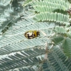 Peltoschema hamadryas (Hamadryas leaf beetle) at Mulligans Flat - 19 Apr 2024 by KMcCue