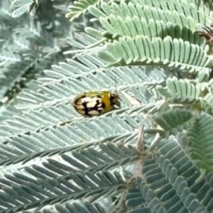 Peltoschema hamadryas (Hamadryas leaf beetle) at Mulligans Flat by KMcCue
