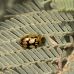 Peltoschema hamadryas (Hamadryas leaf beetle) at Bonner, ACT by AlisonMilton