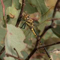 Hemicordulia tau (Tau Emerald) at Mulligans Flat - 18 Apr 2024 by AlisonMilton