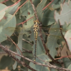 Hemicordulia tau at Mulligans Flat - 19 Apr 2024