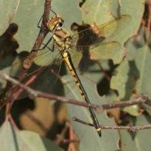 Hemicordulia tau at Mulligans Flat - 19 Apr 2024 09:26 AM