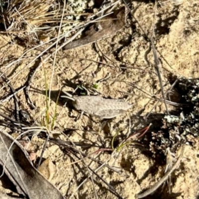 Unidentified Grasshopper (several families) at Mulligans Flat - 18 Apr 2024 by KMcCue
