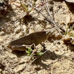 Goniaea sp. (genus) at Mulligans Flat - 19 Apr 2024