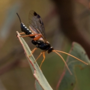 Echthromorpha intricatoria at Mulligans Flat - 19 Apr 2024