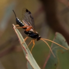 Echthromorpha intricatoria (Cream-spotted Ichneumon) at Bonner, ACT - 18 Apr 2024 by AlisonMilton