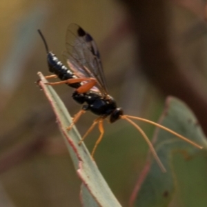 Unidentified Parasitic wasp (numerous families) at suppressed by AlisonMilton