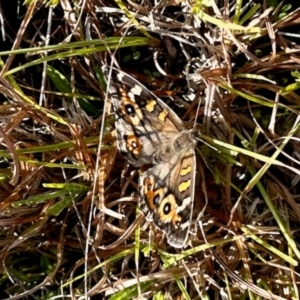 Junonia villida at Mulligans Flat - 19 Apr 2024