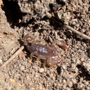 Urodacus manicatus at Mount Taylor - 20 Apr 2024 11:47 AM