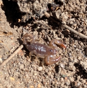 Urodacus manicatus (Black Rock Scorpion) at Mount Taylor by Shazw