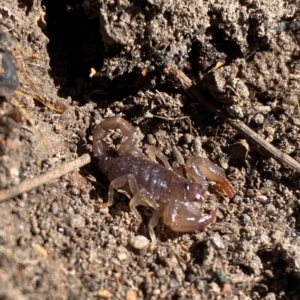 Urodacus manicatus at Mount Taylor - 20 Apr 2024