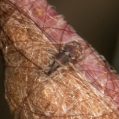 Unverified Weevil (Curculionoidea) at Mulligans Flat - 19 Apr 2024 by AlisonMilton