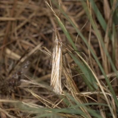 Hednota species near grammellus (Pyralid or snout moth) at Hawker, ACT - 27 Mar 2024 by AlisonMilton