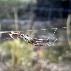 Trichonephila edulis (Golden orb weaver) at Mulligans Flat - 19 Apr 2024 by KMcCue