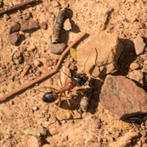 Camponotus consobrinus (Banded sugar ant) at Sutton, NSW by AlisonMilton