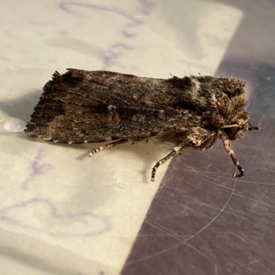 Dasygaster (genus) (A Noctuid moth (Noctuinae)) at Tarrawanna, NSW - 20 Apr 2024 by JohnGiacon