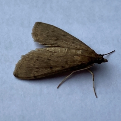 Herpetogramma licarsisalis (Sod Webworm) at Tarrawanna, NSW - 20 Apr 2024 by JohnGiacon