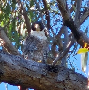 Falco peregrinus at Mount Taylor - 20 Apr 2024