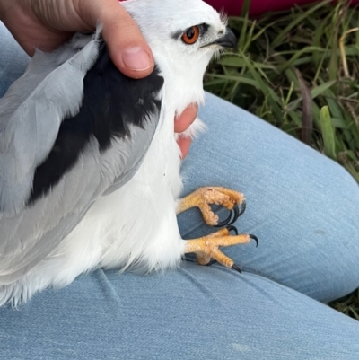 Elanus axillaris (Black-shouldered Kite) at Kenny, ACT - 20 Apr 2024 by Alihumphreys