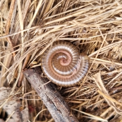 Juliformia sp. (superorder) (A Juliform millipede) at Bungendore, NSW - 6 Apr 2024 by clarehoneydove