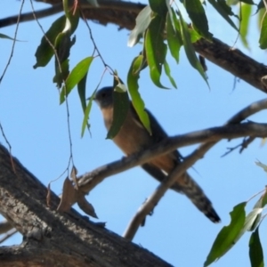 Cacomantis flabelliformis (Fan-tailed Cuckoo) at Mulligans Flat by KMcCue