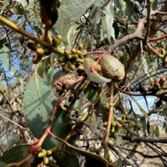 Unidentified Unidentified Insect Gall at Mulligans Flat - 18 Apr 2024 by KMcCue